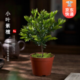 开时果 小叶紫檀盆栽桌面绿植黑骨茶 好养活办公室植物盆景源头直发包邮 小叶紫檀+原生盆