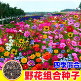 蓿蕾多年生野花组合种子四季播种开花不断草花花卉籽易活波斯菊格桑花 多彩花境宝藏组合 - 四季有花 【精品净籽】半斤装野花组合
