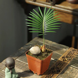 佰花锦新中式铁树小盆栽好养耐活四季常青办公室室内桌面精致小盆景 精品苗铁树宝宝原生盆X1 整体高度11-20cm