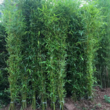 尔澜10颗四季常青青竹子苗庭院绿化苗木植物南北方耐寒耐热源头直发