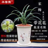 华香园春兰老八种【宋梅】兰花苗浓香型带花苞养兰入门室内耐阴绿植花卉 宋梅5苗带盆(白色盆)带花苞