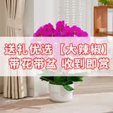 临雅【特大号】蝴蝶兰盆栽带花苞带盆开业乔迁送礼室内客厅年宵鲜花卉 【春节送好礼】送长辈/朋友/客户