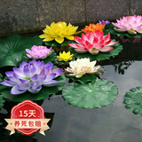 欧悟水培植物【睡莲根茎】水生睡莲根块碗莲水养绿植花卉莲花荷花种子 睡莲3颗（混色品种） 不含盆