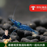 云峰海瑞黑壳虾清洁虾观赏虾 鱼缸水族箱水草缸清洁除藻淡水 【漂亮清洁虾】蓝钻15只