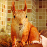 double yellow松鼠活物幼崽 金花魔王雪地松鼠幼崽活体宠物松鼠宝宝 雪地幼崽1只（预定）