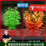 云峰海瑞水草活体懒人草鱼缸造景活体水草套餐鱼缸水草有茎类中后景真水草 【新手必选】【净水石组合】水芹+ 红雨伞