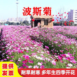 绿达进口三叶草种子白三叶红三叶草籽四季常青护坡绿化庭院野花组合籽 波斯菊混色矮生一斤