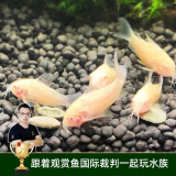 云峰海瑞清洁鱼活体热带鱼观赏鱼水族宠物工具鱼垃圾鱼老鼠鱼鱼缸除藻 白老鼠6条（鱼友都爱的鼠鱼）