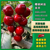 嫣蓝车厘子树苗大樱桃苗盆地栽果树苗美早苗0.6-1公分粗1棵源头直发