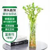 萌肉居富贵竹水培绿植转运竹花卉10根约50cm高富贵弯竹不含瓶源头直发