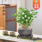 开时果 茉莉花盆栽浓香型 桌面绿植物阳台花卉树苗盆景摆件源头直发包邮 茉莉花5-10棵【静字盆+底座】