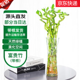 萌肉居水培绿植富贵竹转运竹花卉6根约70cm高富贵弯竹/不含瓶源头直发