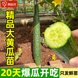 原起点水果黄瓜苗秋冬季小黄瓜南方青瓜旱瓜苗秧四季阳台盆栽蔬菜种子籽 水果大黄瓜苗6棵