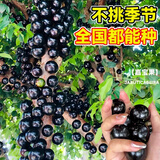 花行榜嘉宝果树果苗树葡萄庭院种植盆栽 沙巴（50-60cm高）源头直发