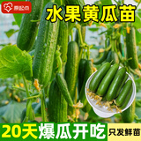原起点水果黄瓜苗秋冬季小黄瓜南方青瓜旱瓜苗秧四季阳台盆栽蔬菜种子籽 水果小黄瓜苗6棵