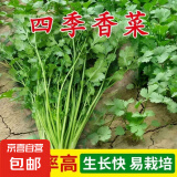 【随种随吃】调料菜种子组合春季四季易种耐热阳台盆栽通种蔬菜 大叶香菜种子1包约1000粒 一包约1000粒