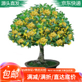 萌肉居桂花树苗四季桂嫁接桂花苗状元桂无盆桂花苗约2CM粗源头直发