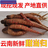 内廷上用新鲜当归云南新鲜甜当归生整根整只颗中药材现挖西归煲汤蔬菜 500g