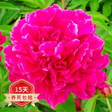 欧悟 芍药根块 带芽芍药种根重瓣芍药花苗牡丹苗盆栽绿植花卉室内植物 满堂红