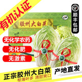 【顺丰】山东有机胶州大白菜 青岛三里河原产炖菜 新鲜当季蔬菜 1颗 4-5斤