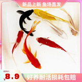 观赏鱼草金鱼苗养不死金鱼小活鱼小宠物好养耐活养不死的金鱼包活 富贵有足-3到5cm草金10条 年年有余 财运亨通】随机送鱼食