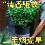 叹为观止大型盆栽金钱树落地植物发财树清香木天堂鸟米兰办公室内中型植物 清香木【40-50厘米】 不含盆