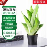 萌肉居白玉虎皮兰绿植土培客厅植物盆栽虎尾兰白玉虎皮兰原盆源头直发