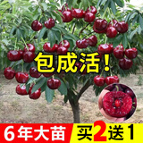 绿达【买2颗送1颗】嫁接车厘子树苗大樱桃树苗盆栽果树苗木南北方种植 黑珍珠车厘子树苗 3年小苗试种【不参加2送1】+肥