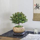 佰花锦小叶赤楠带花盆植物办公室内四季常青客厅绿植盆栽茶台桌面摆件 小叶赤楠+陶瓷莲花盆+接水底座+苔藓铺面 10-20cm