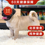 帅帅名宠 北京犬舍  纯种 巴哥犬纯种幼犬哈巴狗活 短毛小奶狗 宠物级