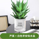 萌肉居芦荟盆栽室内外多肉植物花卉不夜城观赏芦荟+早安盆源头直发