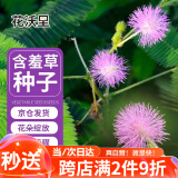 花沃里含羞草种子约200粒 花种子家庭盆栽土花卉种子阳台办公庭院草籽