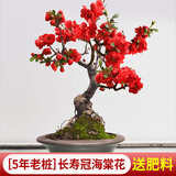 花翁海棠花盆栽树苗重瓣长寿冠盆景老桩庭院阳台绿植室内花卉源头直发