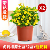 绿有意虎刺梅盆栽大花老桩带花苞阳台室内外花卉植物铁海棠四季开花绿植 【黄花】虎刺梅*1盆+肥料【原盆】 含盆