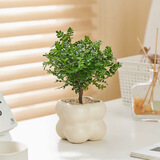 佰花锦清香胡椒木盆栽室内外驱蚊草植物好养绿植九里香花卉四季常青盆景 【送圆底座】胡椒木+树脂泡泡盆+黄沙铺面 整体高度20-25cm
