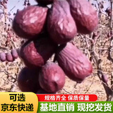 枣树活苗当年结果地栽枣子树苗南方北方种植枣树嫁接苗特大青枣苗 大红枣4年嫁接苗(当年结果)