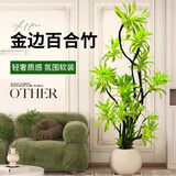 叹为观止大型盆栽金钱榕百合竹金钱树发财树清香木办公室内落地款中型植物 金边百合竹1.2-1.4米【聚宝盆】 含盆