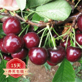 欧悟【买2颗送1颗】嫁接车厘子树苗大樱桃树苗盆栽果树苗木南北方种植 乌克兰樱桃树苗 七年大苗（结果多）