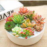 萌卉植仙人掌多肉植物带盆组合仙人球盆栽办公室阳台绿植室内桌面花卉 12颗随机多肉拼盘+盆土铺面石 白瓷盆+竹制托盘