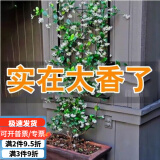 紫兮澜风车茉莉爬藤浓香型花卉长藤四季常青室外庭院茉莉耐寒耐热 【白色】5年苗【阳台推荐】 带土球发货