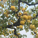 梨子新鲜10斤砀山梨酥梨应季10斤包邮现摘雪梨水果梨脆甜整箱贡梨 9斤大果