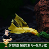 云峰海瑞清洁鱼活体热带鱼观赏鱼水族宠物工具鱼垃圾鱼老鼠鱼鱼缸除藻 黄金胡子大帆3条（3-5厘米）