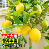 花行榜正宗柠檬树苗盆栽地栽室内外果树苗 香水柠檬40-50厘米高源头直发