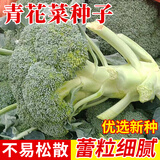 种菜记 西兰花种子青花菜早熟杂交种先正达曼陀绿碧玉西兰花绿菜花籽 青花菜200粒