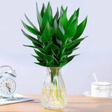 萌肉居水培观音竹花卉富贵竹盆栽植物/带根观音竹3棵含钻石瓶源头直发