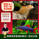 云峰海瑞清洁鱼活体热带鱼观赏鱼水族宠物工具鱼垃圾鱼老鼠鱼鱼缸除藻 鼠鱼全家福套餐B 6条 体魄强健