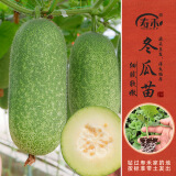寿禾 蔬菜苗活苗带土发货大全菜苗种苗春夏各种秧苗山东寿光苗子阳台 小冬瓜苗5棵