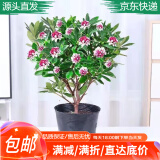 萌肉居金边瑞香观花植物盆栽好养庭院阳台植物/金边瑞香原盆土源头直发