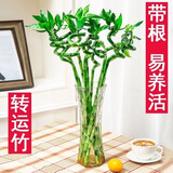 萌肉居富贵竹转运竹室内花卉10根约70cm高富贵弯竹含随机玻璃瓶源头直发