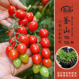 寿禾 蔬菜苗活苗带土发货大全菜苗种苗春夏各种秧苗山东寿光苗子阳台 釜山88圣女果苗 6棵